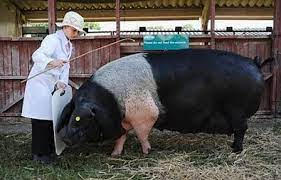 Big French Pig